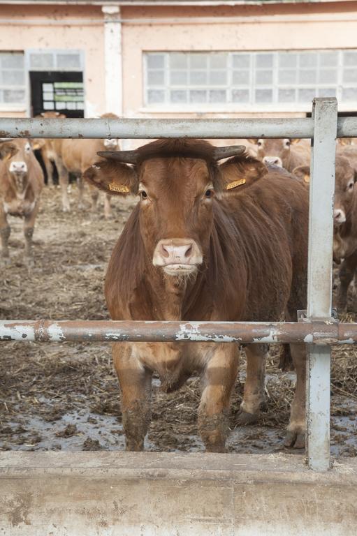Alojamento de Turismo Rural Corte Acconi *
