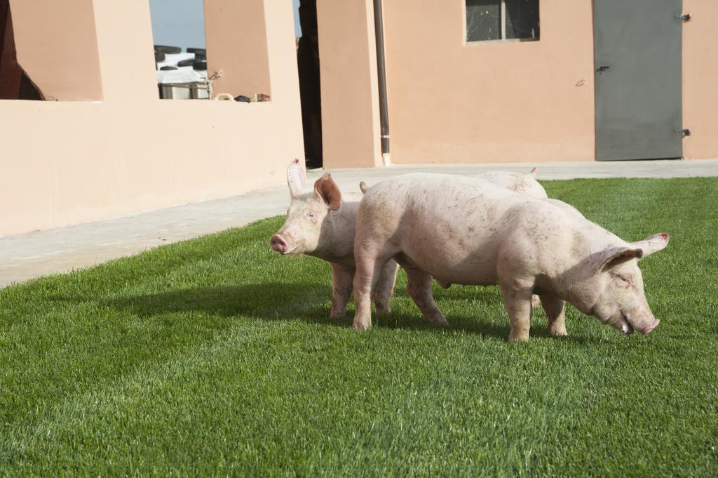 Agroturismo Corte Acconi